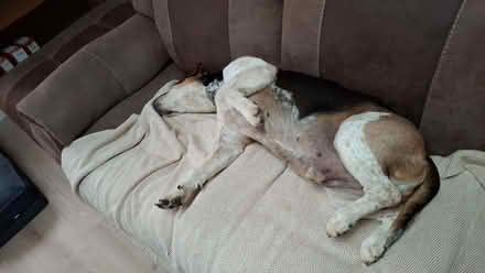 Photo of 🐾 A Little Help for My Foster Dogs Towels and blankets (Grenoside S35) #1