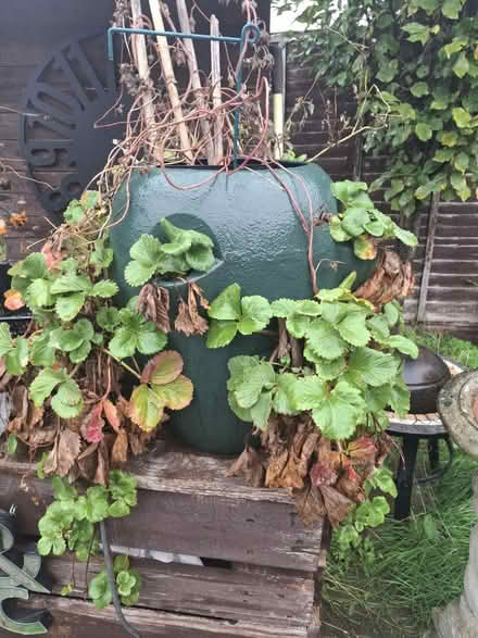 Photo of free 2x large herb growing pots (Letchworth SG6) #1