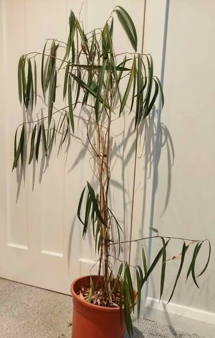 Photo of free House plant (Chislehurst BR7) #1