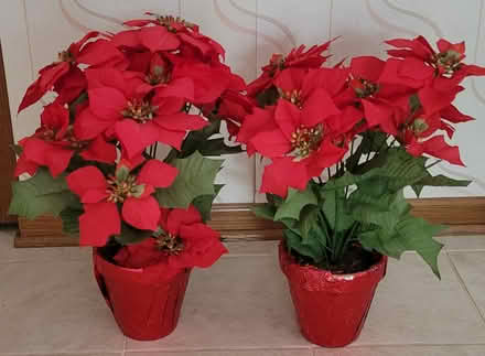 Photo of free Pointsettia plants (Prospect Heights) #1