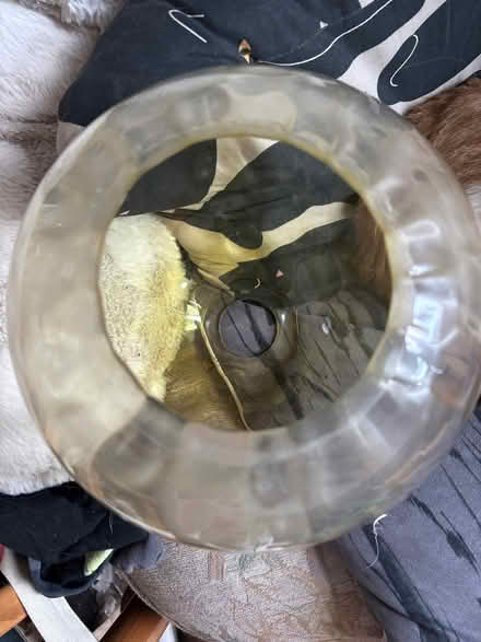 Photo of free Glass lampshade (Gillingham ME7) #3