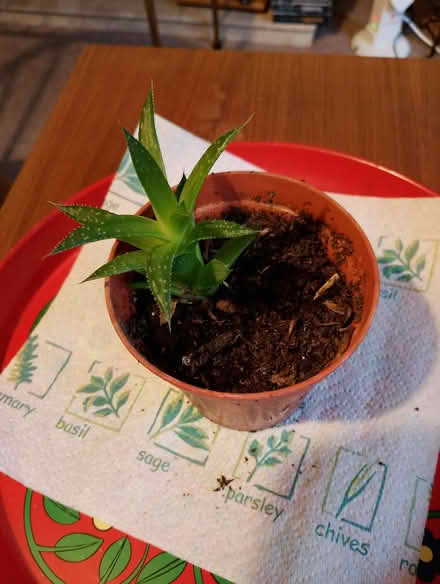 Photo of free House plants. (Hailsham BN27) #2