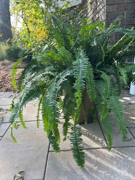 Photo of free 2 healthy ferns in bronze pots (NW Evanston) #3