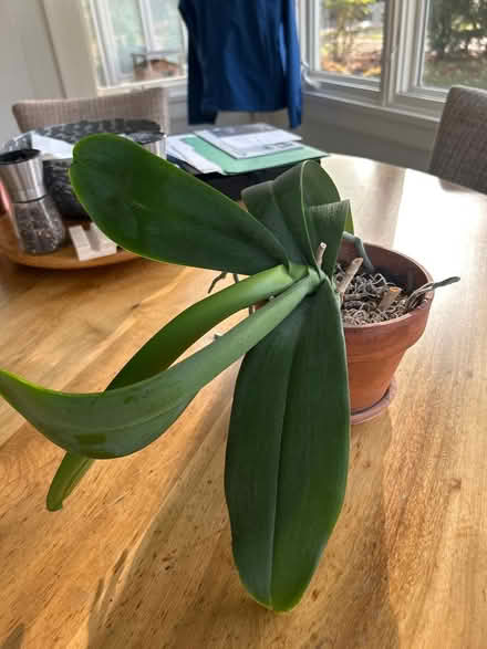 Photo of free Orchid in pot (NW Evanston) #2