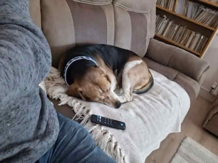 Photo of 🐾 A Little Help for My Foster Dogs (Grenoside S35) #1