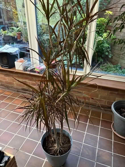 Photo of free Indoor Dragon house plant with pot (Far Bletchley MK3) #1