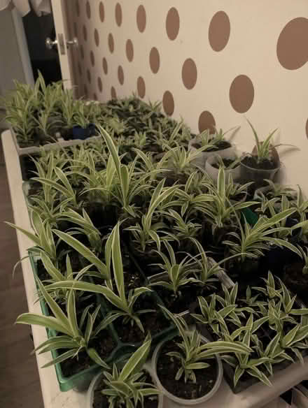 Photo of free Baby Spider Plants (Chlorophytum comosum) (Belle Vue WF1) #2
