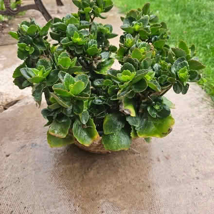 Photo of free Houseplants (Cherry hinton) #2