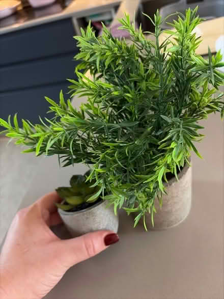 Photo of free Fake plants (Mortlake SW13) #2