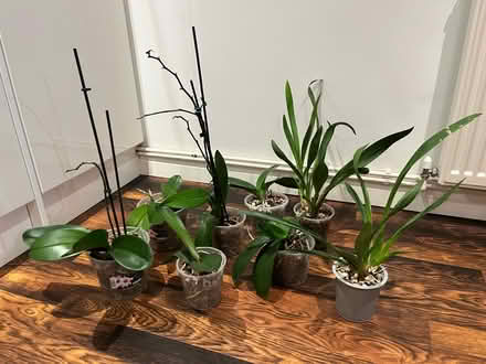Photo of free Orchids (Roffey RH12) #1