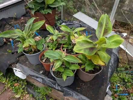 Photo of free Banana plants (Pooley Bridge CA10) #1