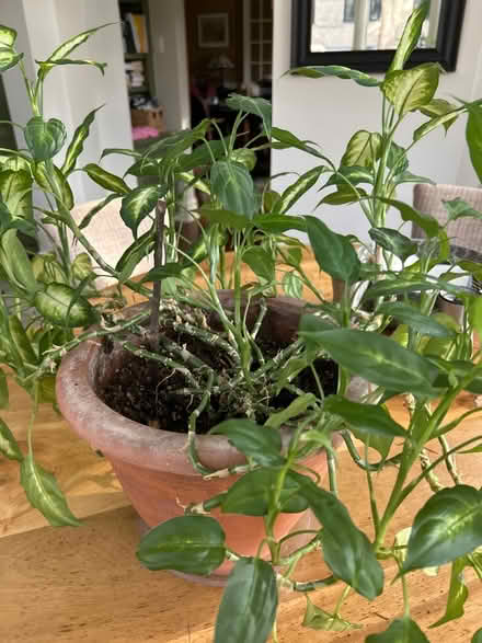 Photo of free Diffenbachia plant in clay pot (NW Evanston) #3