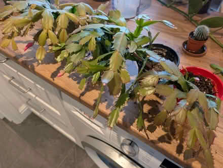Photo of free Christmas Cacti (Pooley Bridge CA10) #1