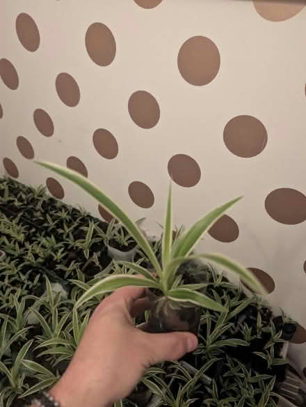Photo of free Baby Spider Plants (Chlorophytum comosum) (Belle Vue WF1) #1