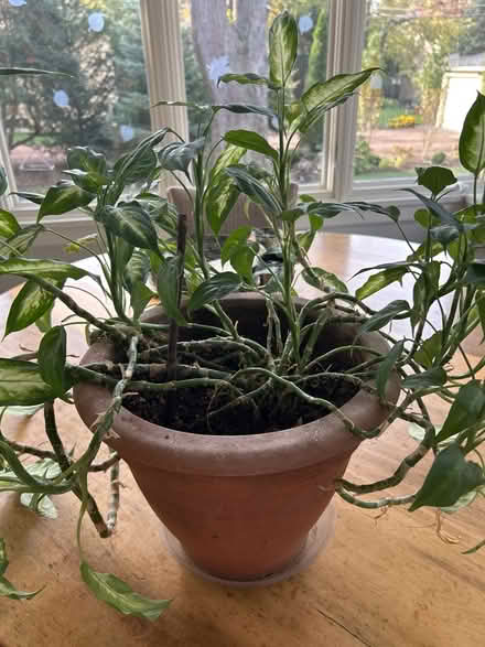 Photo of free Diffenbachia plant in clay pot (NW Evanston) #1