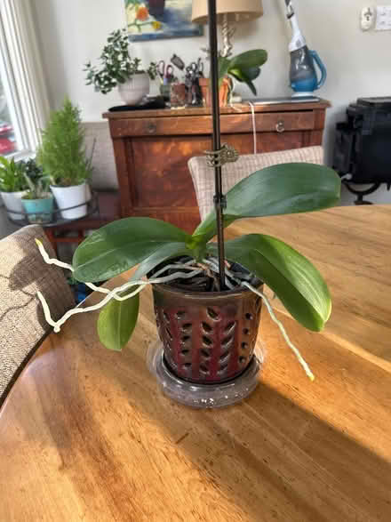 Photo of free orchid in orchid pot (NW Evanston) #2