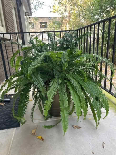 Photo of free 2 healthy ferns in bronze pots (NW Evanston) #1