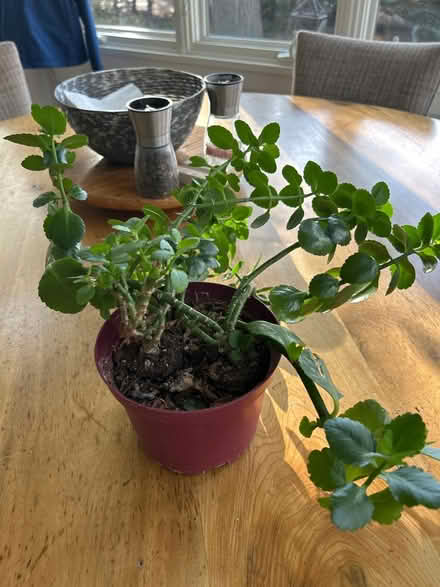 Photo of free Healthy Kalancho plant (NW Evanston) #2