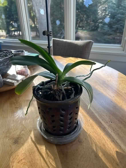 Photo of free orchid in orchid pot (NW Evanston) #1