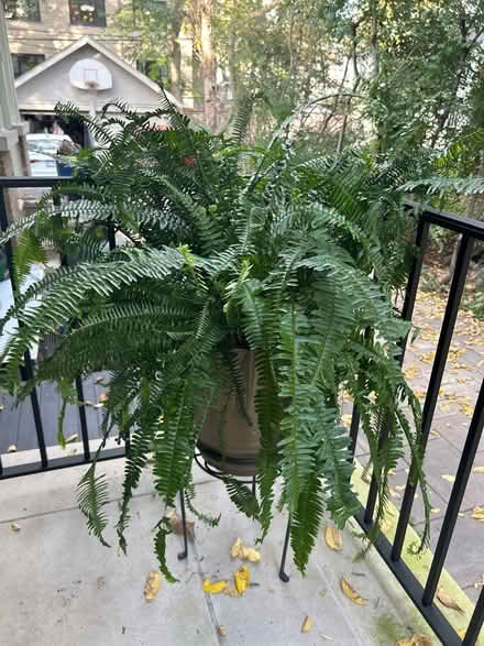 Photo of free 2 healthy ferns in bronze pots (NW Evanston) #2