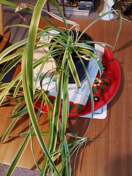 Photo of free House plants. (Hailsham BN27) #4