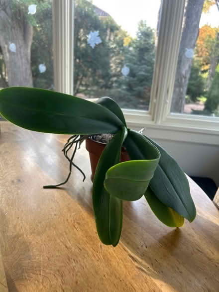 Photo of free Orchid in pot (NW Evanston) #1