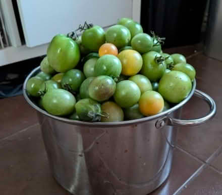 Photo of free Green tomatoes (Loughborough LE11) #1