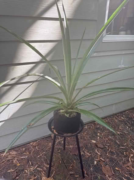 Photo of free Pineapple plant (Chapel Hill, near UNC campus) #1