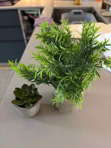 Photo of free Fake plants (Mortlake SW13) #1