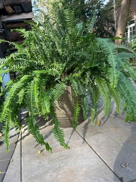 Photo of free 2 healthy ferns in bronze pots (NW Evanston) #4