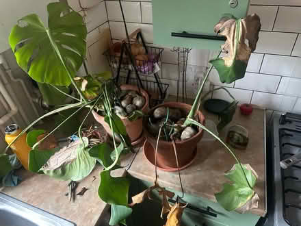 Photo of free Monstera plants x 2 (walthamstow, E17) #1