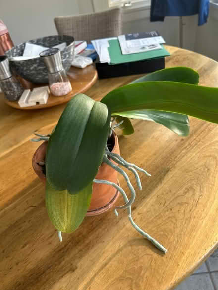 Photo of free Orchid in pot (NW Evanston) #3