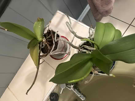 Photo of free Orchid plants (Dublin 7) #1