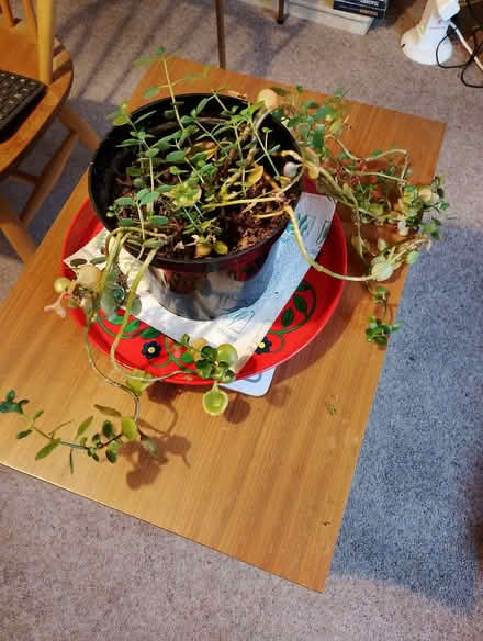 Photo of free House plants. (Hailsham BN27) #1