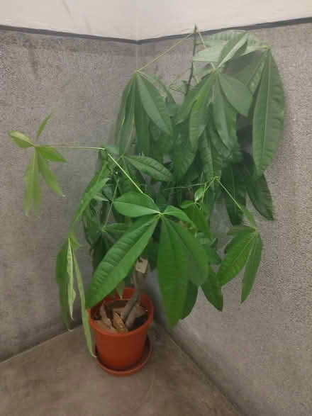 Photo of free Pachira aquatica (Comely Bank EH4) #1