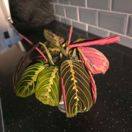 Photo of free Pot of 6 house plant rooted cuttings (Clive Vale TN35) #1