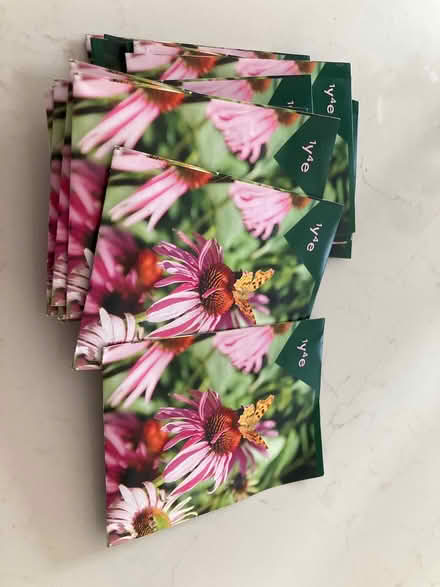Photo of free Seeds - echinacea purple flower (Southwest Ann Arbor) #1