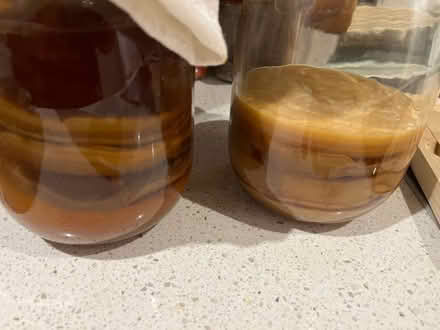 Photo of free Kombucha scobies (Stepney E1) #1