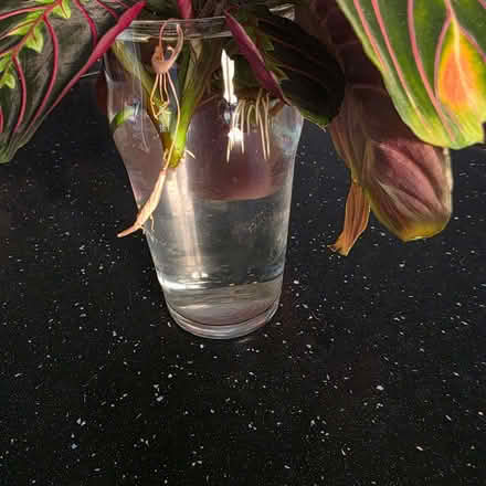 Photo of free Pot of 6 house plant rooted cuttings (Clive Vale TN35) #2