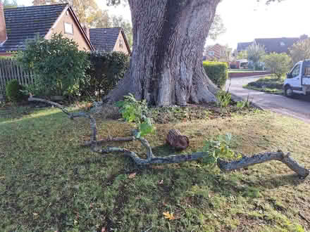 Photo of free Oak wood (Bransgore BH23) #2