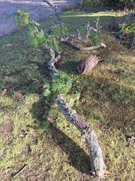 Photo of free Oak wood (Bransgore BH23) #1