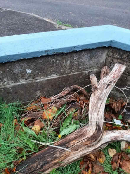 Photo of free Tree's for firewood (Cork) #1