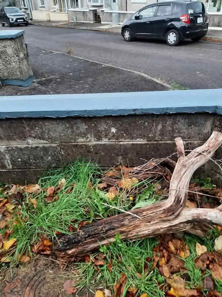 Photo of free Tree's for firewood (Cork) #2