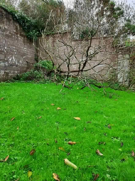 Photo of free Tree's for firewood (Cork) #4