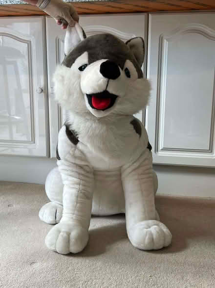 Photo of free Enormous husky cuddly toy (Woodley RG5) #2