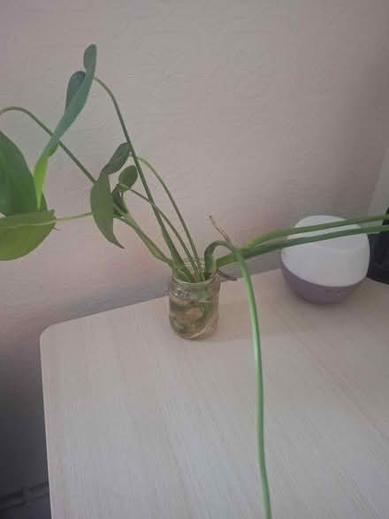 Photo of free Monstera plants (Southwark SE1) #1