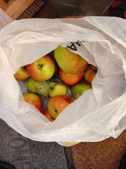 Photo of free Cooking apples (Harrogate. HG1.) #1