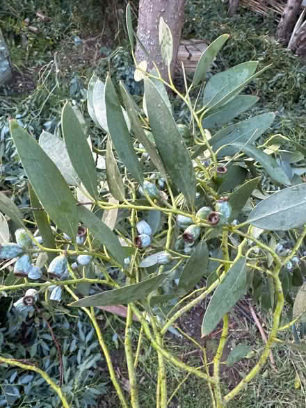 Photo of free Eucalyptus leaves (Kenilworth CV8) #2