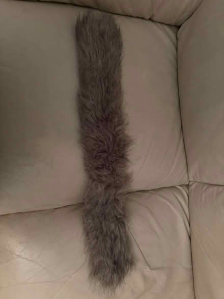 Photo of free bits of fur (Hala LA1) #3