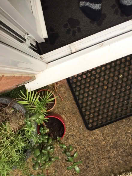 Photo of free House plants (Wellington TA21) #1